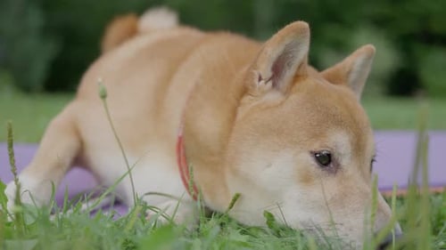 Shiba Inu Dog Resting in the Garden on Green Grass Slow Motion