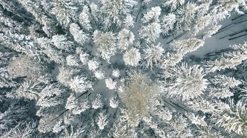 Aerial Top View of Coniferous Winter Forest