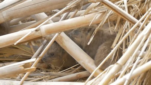 Rock Hyrax Kid jugando