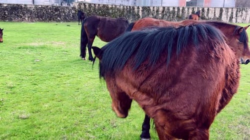 Wild horses grazing on green meadow