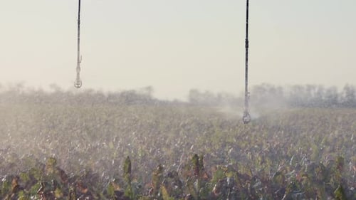 Agricultural Irrigation System Sprinkling Water on Field Crops