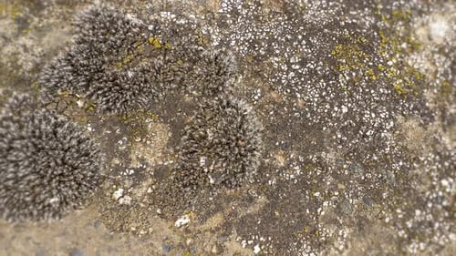 Stone Moss Closeup View