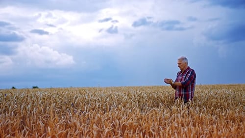 Ageing man in a checkered shirt stands in the yellow wheat field contrasting with blue sky.