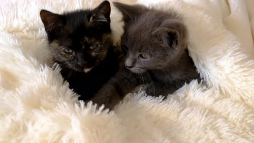 Little Kittens are Sleeping Selective Focus