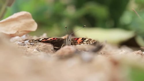 Gemalter Frauenschmetterling