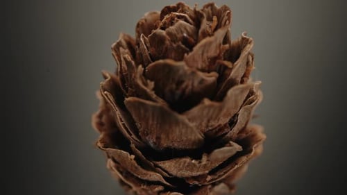 Close-Up of a Pine Cone