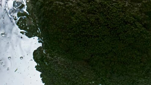 Broccoli Head Splashing Water Closeup. Organic Garden Vegetable Floating Liquid Surface Top