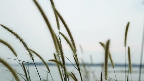 Grass Spikelets, wild plant swaying in the breeze,Steadi shot