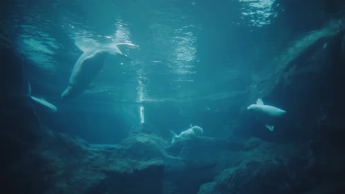A pod of beluga whales playfully swimming in a circle in an aquarium