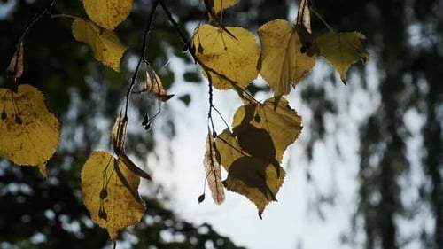 Autumn Foliage on a Tree Branch Against the Bright Sun in an Autumn Park