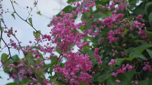 Bush with Vibrant Pink Flowers and Green Leaves