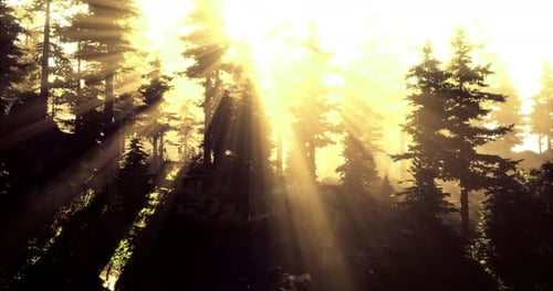 La lumière du soleil filtre à travers une forêt dense pendant l'heure dorée