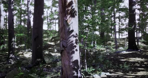 Sunlight Filtering Through Trees Creates Intricate Shadows in the Forest