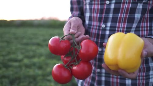 The Farmer is Holding Fresh Tomatoes and Peppers