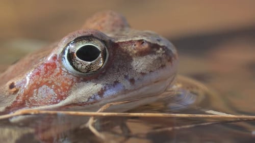 Brown frog (Rana temporaria) close-up in a pond.