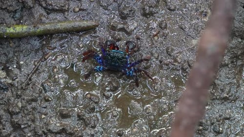 A face banded crab moving on the mudflats, foraging on the food in muddy mangrove wetlands, captured