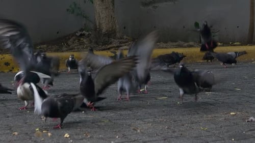 Tauben, die auf der Straße essen, Konzept der Vogelpflege