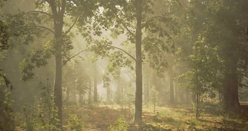 Misty Forest Landscape with Sun Rays Filtering Through Trees in Morning