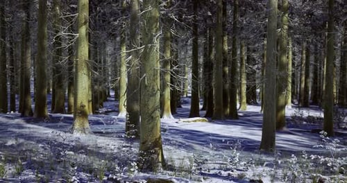 Snowy Forest Landscape with Tall Trees and a Tranquil Atmosphere in Winter