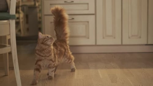 Unrecognizable Woman Feeding Her Cat