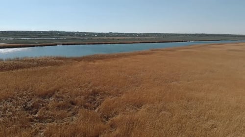 Drone Slowly Flies Down Over Yellow Thick Reeds By River Near Village