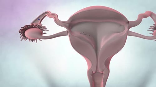 Detailed human female reproductive system anatomy