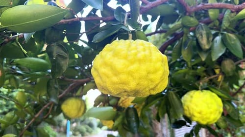 Agrumes jaunes suspendus à une branche d'arbre dans un jardin de Tokyo par une belle journée