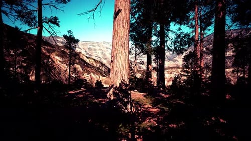 Scale of the Giant Sequoias of Sequoia National Park