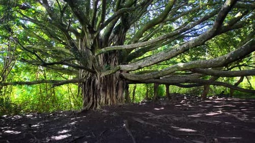Beautiful Banyan Tree with Massive Root System