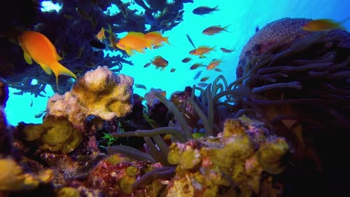 Underwater Sea Anemone