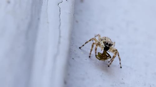 Detailed wildlife showing grey jumping spider with captured insect meal