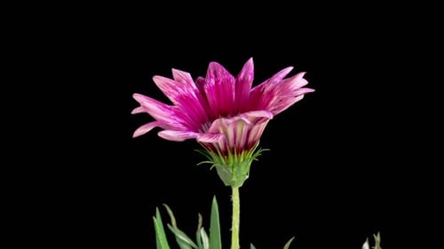 Gazania Flower Blooming Time-Lapse on Black Background
