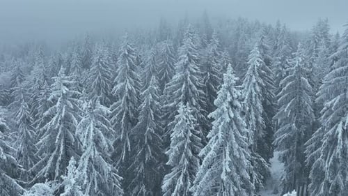 Aerial Top View Drone Shot of the Pine and Spruce Trees Forest Covered with Snow in the Tatra