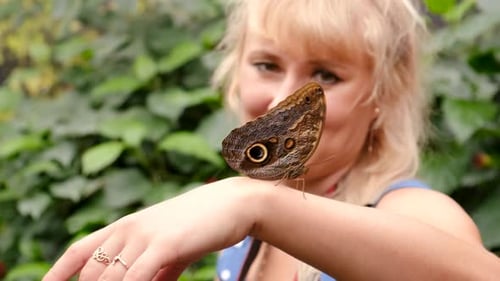 Foco seletivo de borboleta tropical na mão