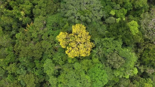 Aufsteigende Drohnenaufnahme von Bäumen im Amazonas-Regenwald in Peru