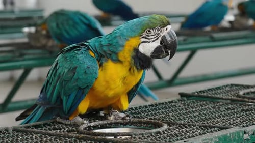 blue-and-yellow macaw (Ara ararauna), also known as the blue-and-gold macaw eating food