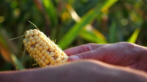 Close Up to Female Hands of a Farmer Peeling Ripe Cob of Corn at Green Meadow Adult Arms of
