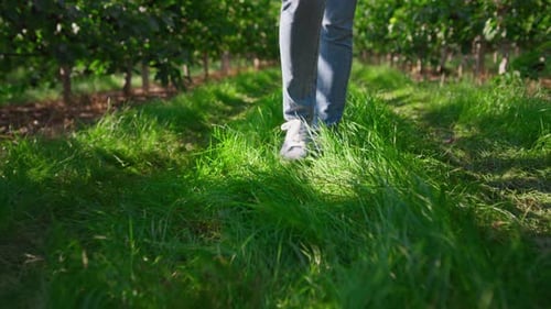 Nahaufnahme eines Gärtners auf einer Plantage, die auf grünem, frischem Gras zu Ackerland geht. Professionell
