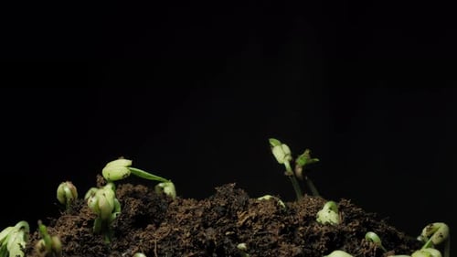 Seedlings Sprout and Grow in Time Lapse