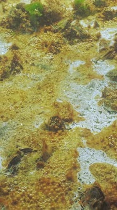 Biofilm de micro-organismes à bulles de gaz, composé de diatomées, d'algues bleu-vert et de bactéries