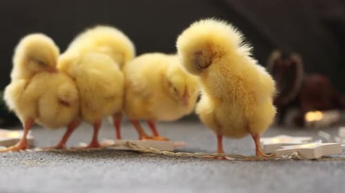 Little Yellow Chickens Sleeping Together Humorous Chickens Cute Newborn Chicks Funny Fluffy Chicks
