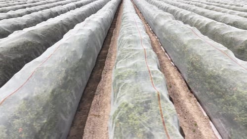 Aerial shot of rows of orange trees growing in California