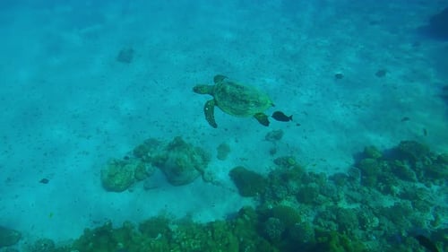 Sea Turtle swimming along edge of coral reef, Top view