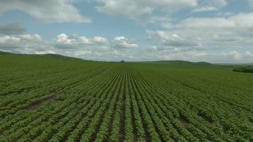 Foto aérea de terras agrícolas com girassol