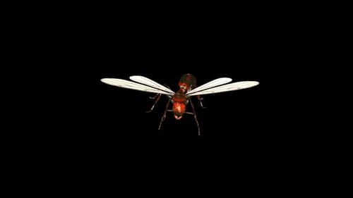 Flying Ant Shake Front