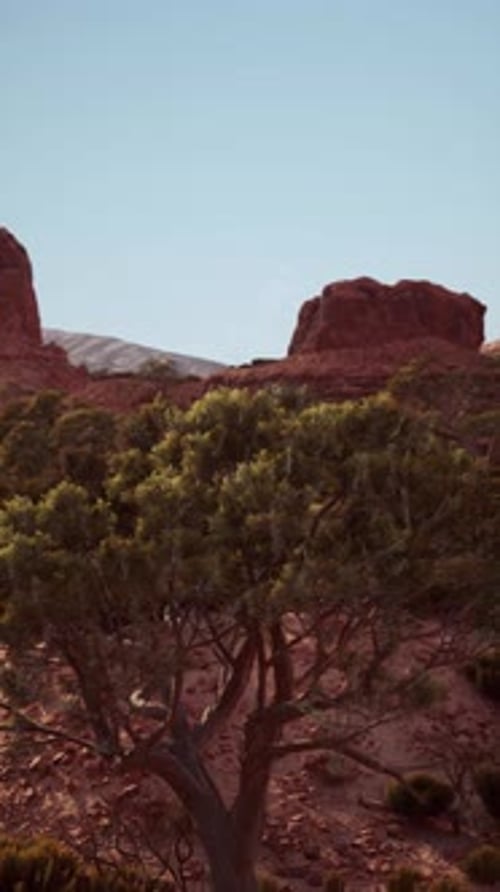 Lone Tree Stands Amid Desert Landscape