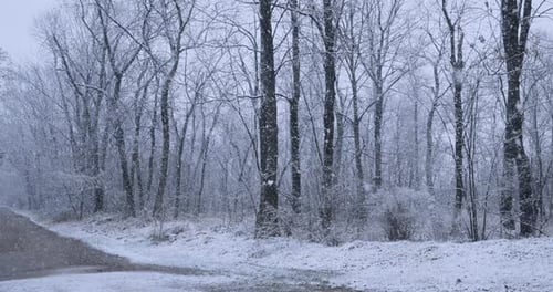 Road Among Snow Covered Trees