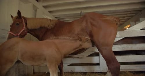Mare Nursing Foal in Farm Animal Barn