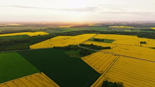 Golden Rapeseed Fields at Sunset in Latvian Countryside Horizon
