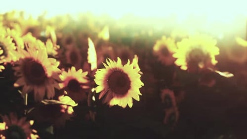 Field of Blooming Sunflowers on Sunset